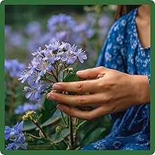 Low Maintenance Blue Cut Flowers