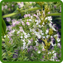 Small, White or Lilac Flowers of Savory Herbs
