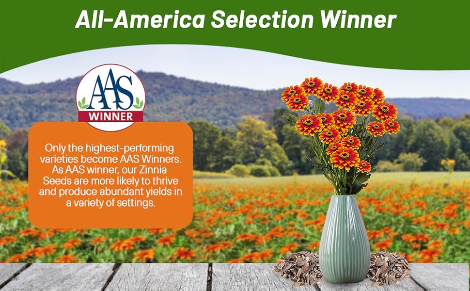 All American Selection Winner Zinnia Zowie Yellow Flame Flowers in Vase