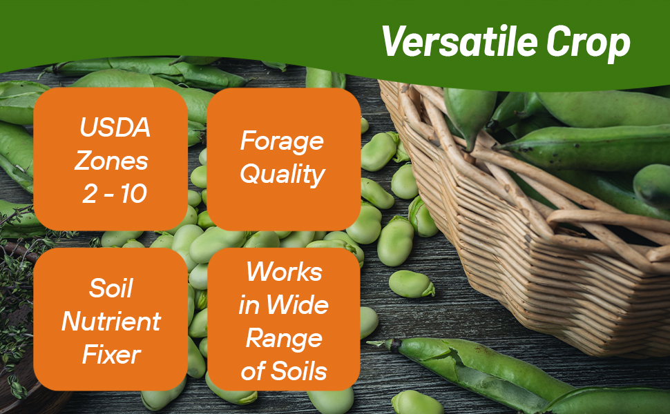 Forage Qualithy Fava Faba Bean Seeds High Protein