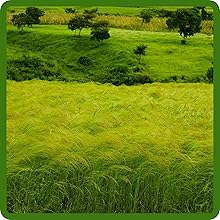 Nutritious Forage of Teff