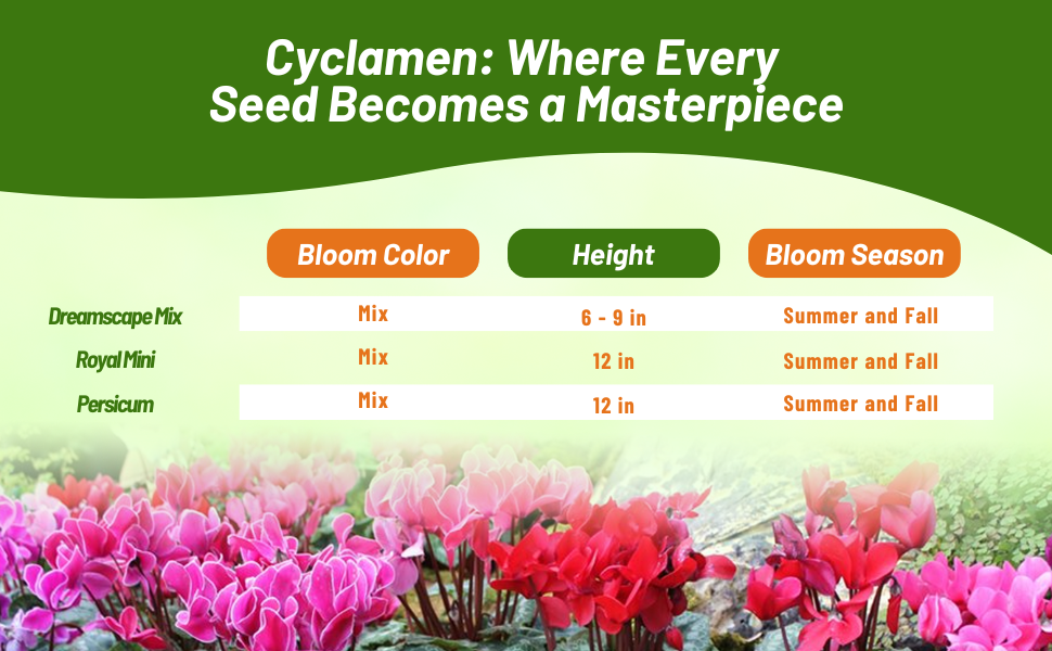 Bloom Season, Color, & Height Chart of Cyclamen Varieties
