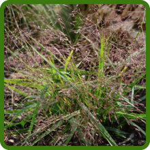 Love Maintenance Love Grass Plants