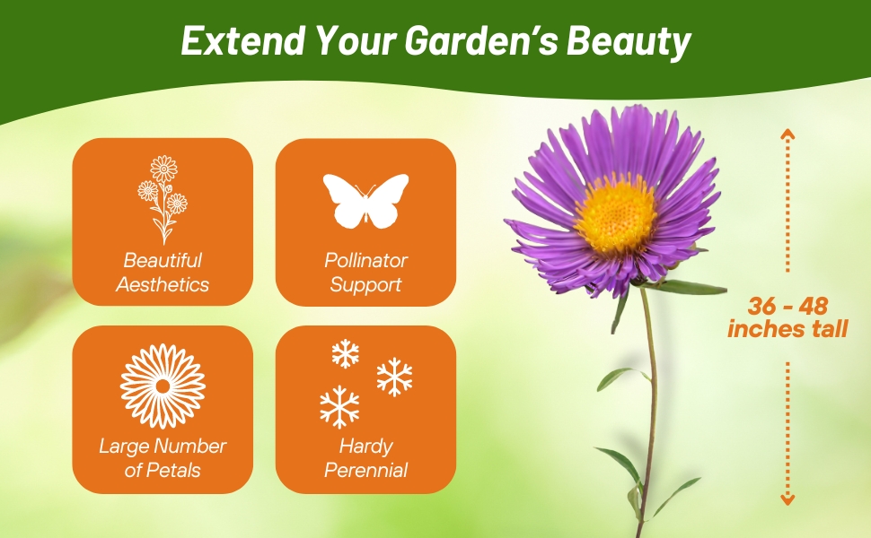 36 - 48 inches tall New England Aster Flowers