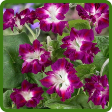 Ipomoea Nil Morning Glory Long Lasting Blooms