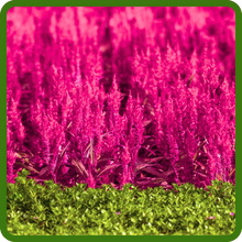 Easy To Grow Celosia Castle Pink