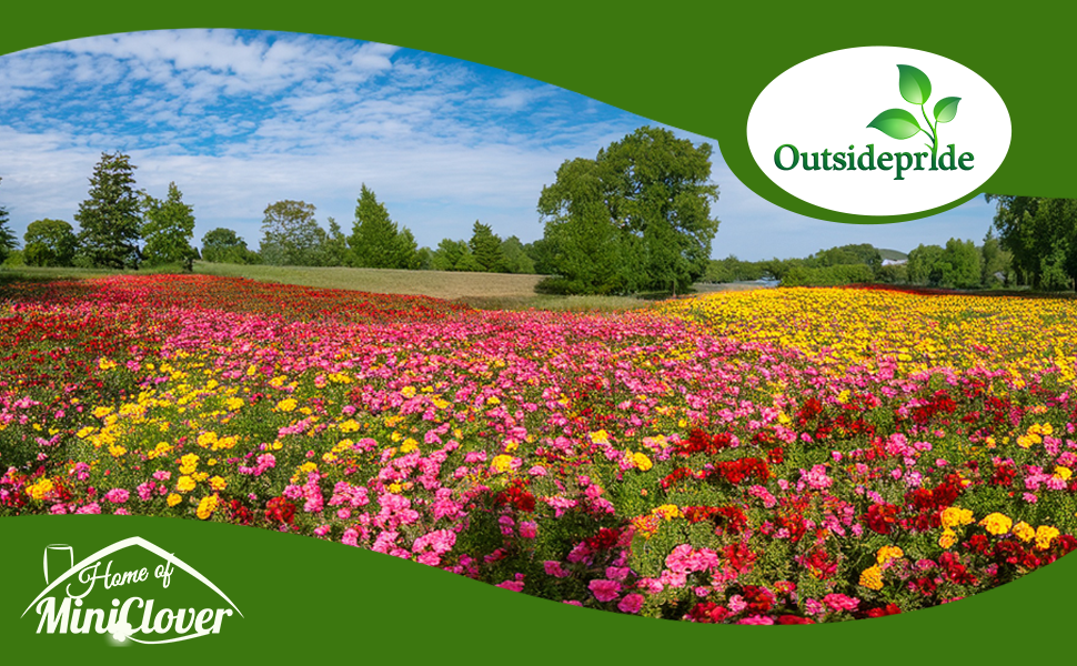 Cinquefoil Flower Mixture In Garden