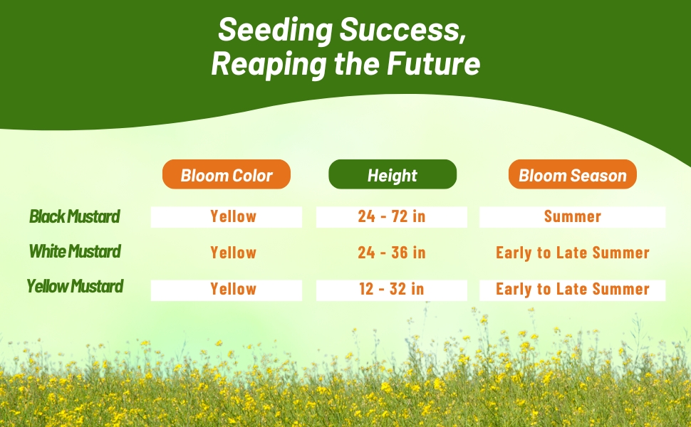 Blooms Season, Color, & Height Chart for Mustard Varieties