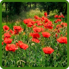 Low Maintenance Red Poppy Flower Bed
