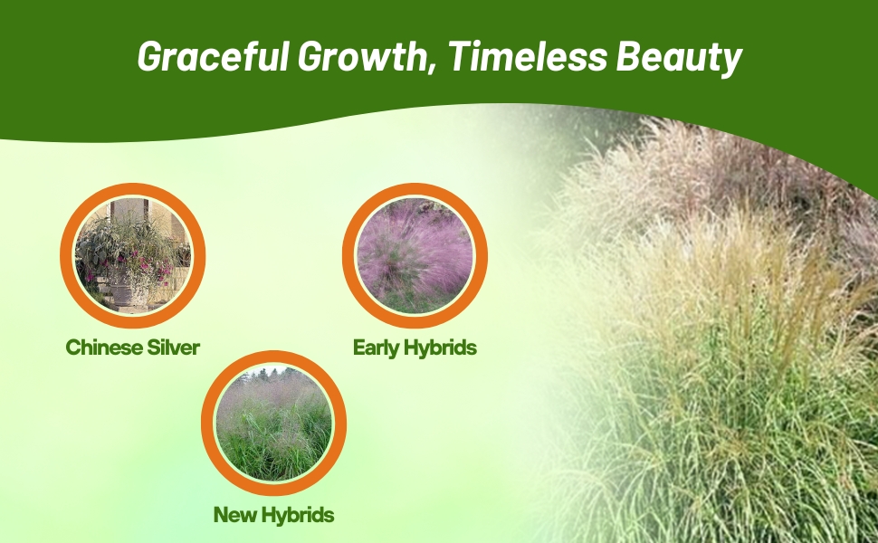 Three Varieties of Miscanthus Ornamental Grass Grown From Seeds