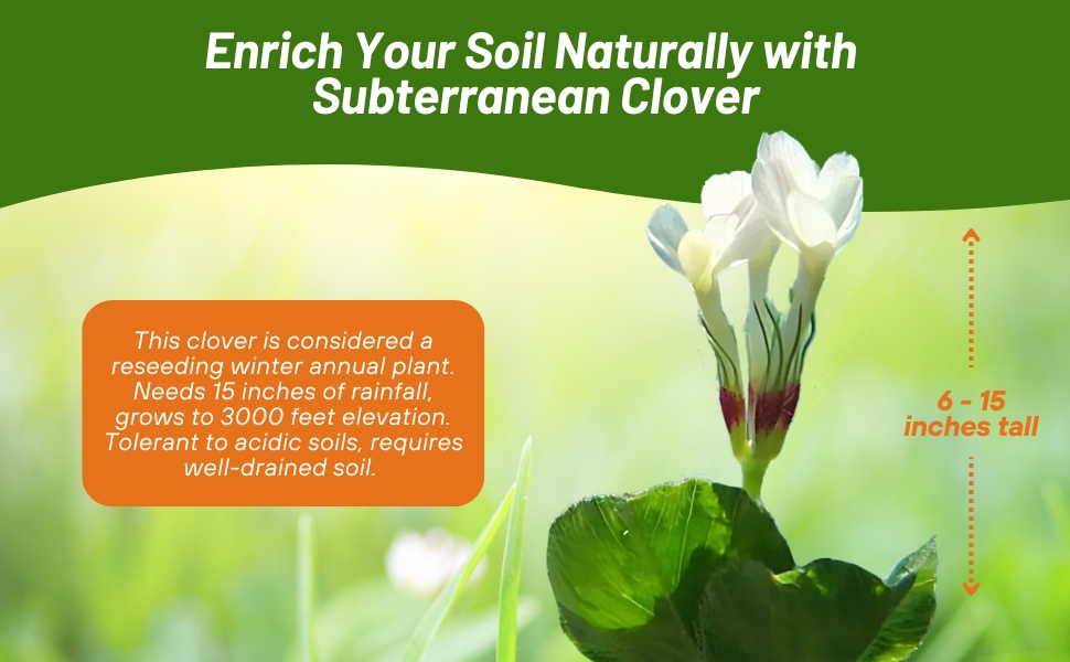 Subterranean Clover Soil Enhancement Improvement Nitrogen Fixator