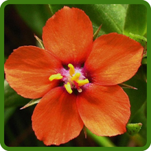 Bright Scarlet Bloom of Pimpernel Plants