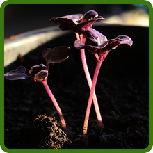 Sprouts of Basil Dark Opal Herb
