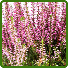 Heather Long-Lasting Vibrant Blooms