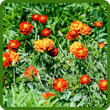 Tagetes Patula French Marigold Plants Grown From Seeds