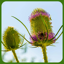 Distinctive Flower Heads of Teasel
