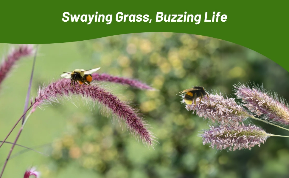 Pollinating Bees on Pennisetumn Plumes