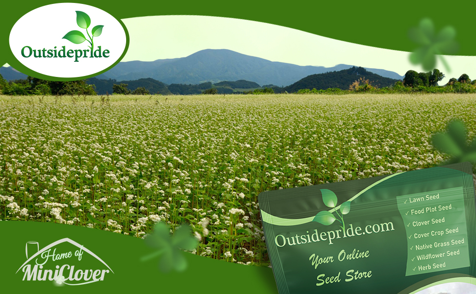 Balansa Cover Crop Clover Seeds