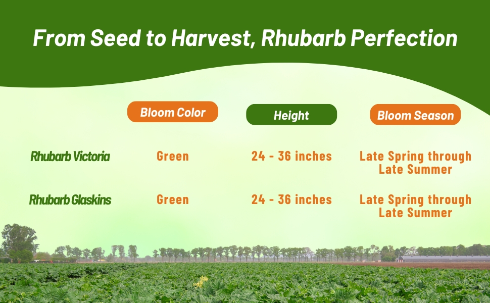 Bloom Color, Height, and Season Chart For Rhubarb Plants