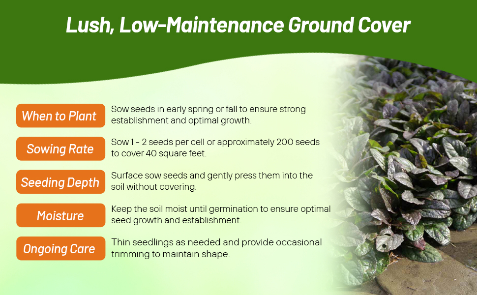 Planting Directions For Ajuga Ground Cover Plant Seeds