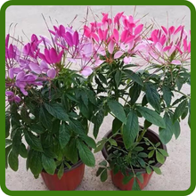 Cleome Spider Flower Suitable for Cutting Gardens