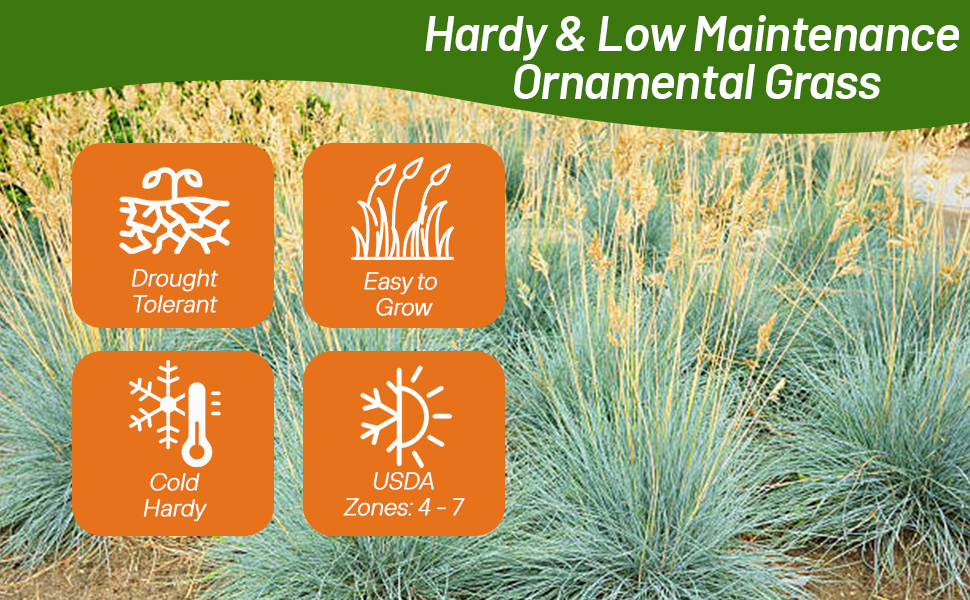 Hardy Blue Fescue Ornamental Grass