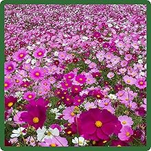 Naturalized Cosmos Bipinnatus Sensation Wildflower Field