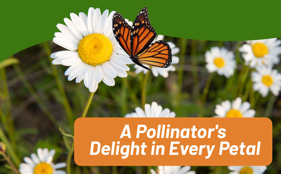 Women With Basket of Chrysanthemum Shasta Daisy Cut Flowers