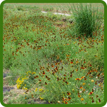Mexican Hat Flowers For Erosion Control