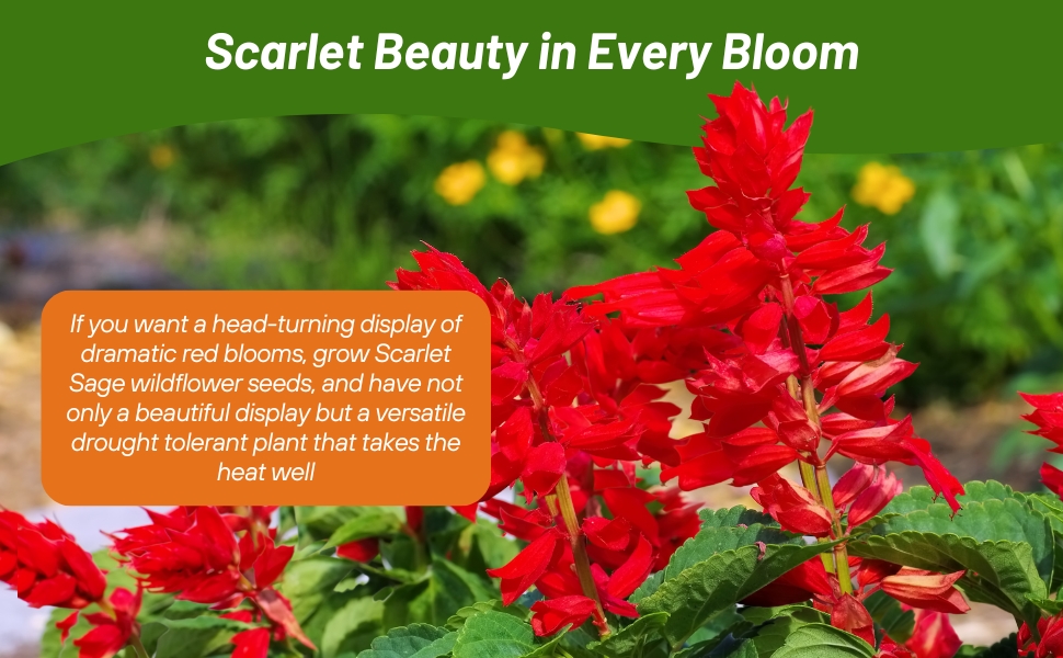Beautiful Scarlet Sage Flowers