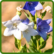 Perennial Bellflower Flowers