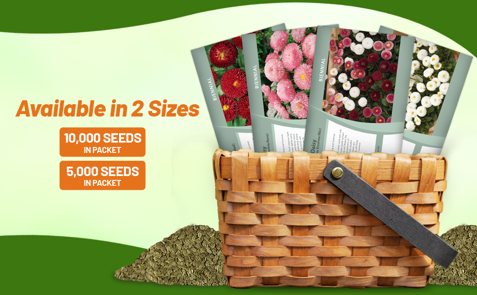 Bellis Seed Packets For Planting