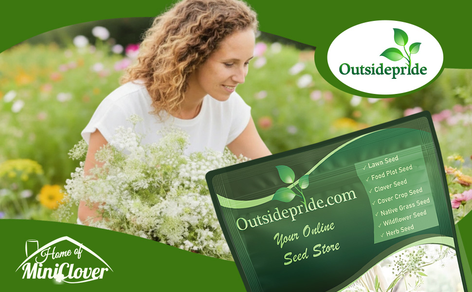 Queen Anne's Lace Bishop's Flower Wildflower Garden