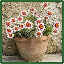 Zinnia Zahara Rose Starlight Flower Container Plant