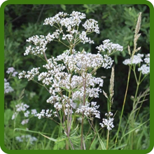 Anise herb garden plants boast soft, feathered foliage