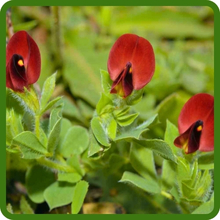 Unique Crimson Flowers of Asparagus Pea