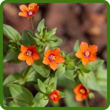 Fast-Growing Annual Scarlet Pimpernel