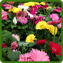 Combat Growth of Gerbera Flowers