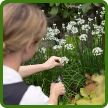 Chives Leaves and Flowers Are Edible