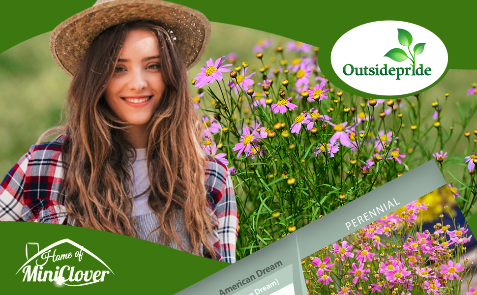 Coreopsis Rosea American Dream Flower Garden