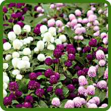 Low Maintenance Gomphrena Globosa