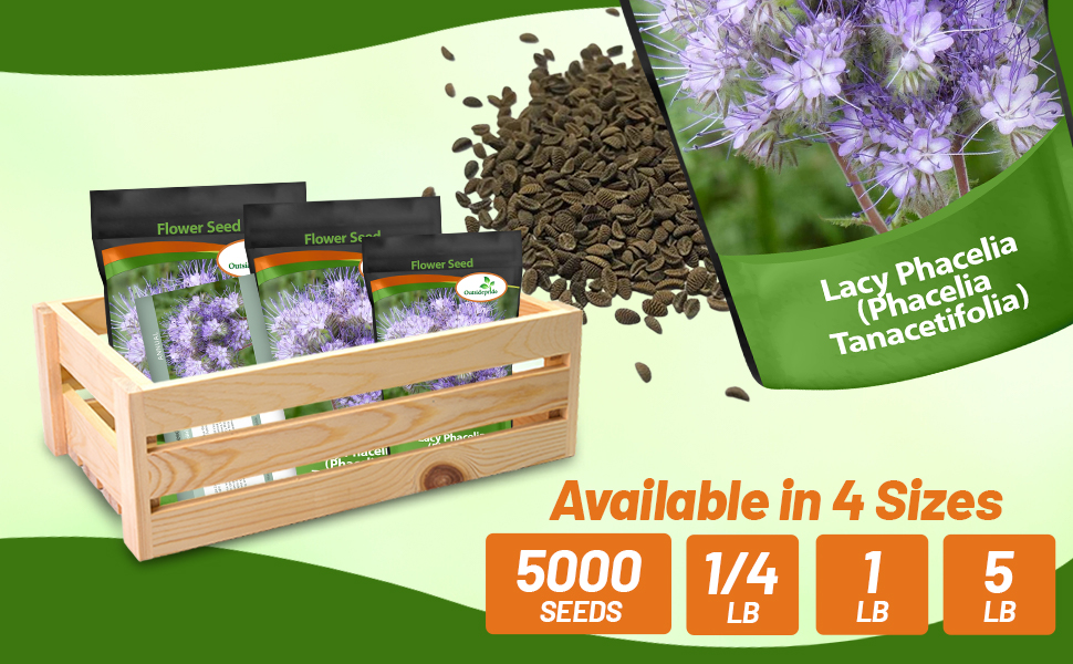 Lacy Phacelia Bulk Seed Bag For Planting