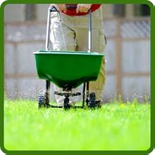 Low Maintenance Centipede Grass Seed
