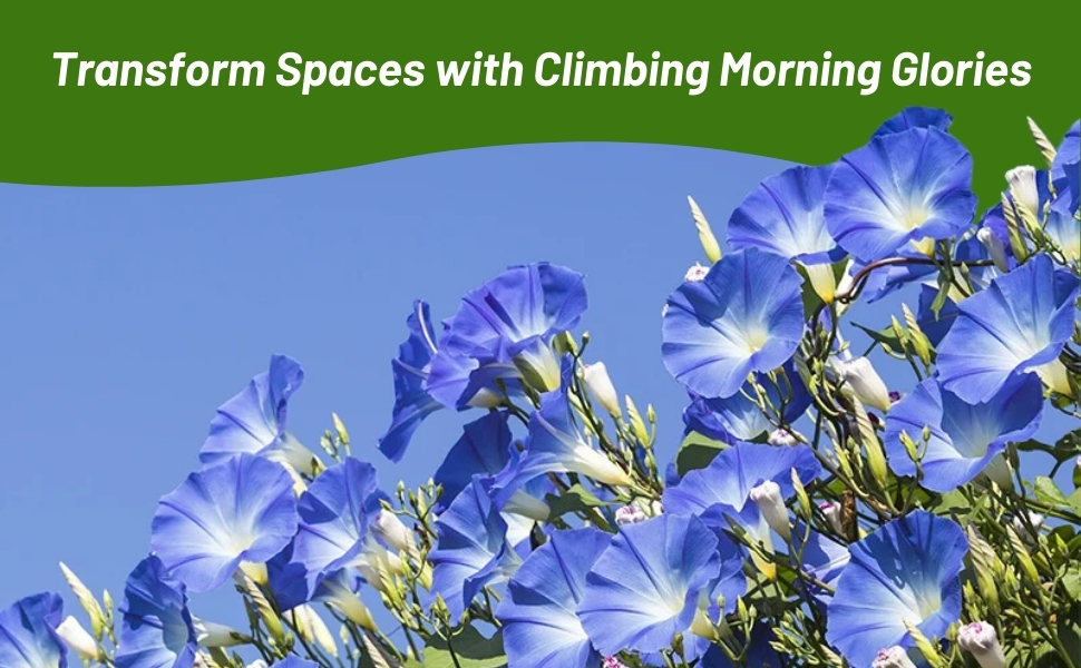Blue Flowers of Ipomoea Tricolor Morning Glory