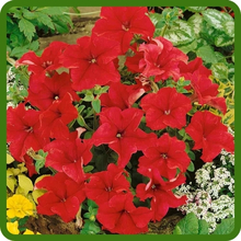 Red Petunia Grandiflora Flowers