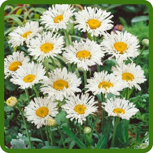 Compact & Upright Growth of Perennial Chrysanthemum Shasta Crazy Daisy