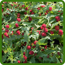 Strawberry Spinach Edible Landscaping Option