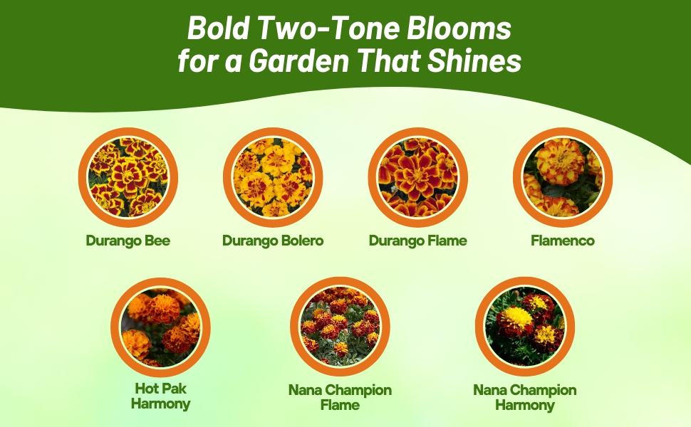 Flower Seed Varieties of Tagetes Patula Marigold Outsidepride Offers