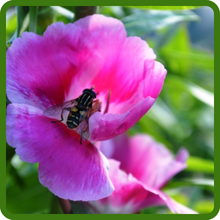 Pollinator-Friendly Godetia Plants