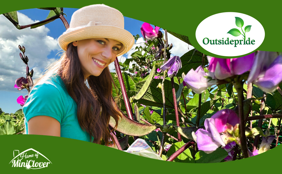 Dolichos Lablab Flower Garden
